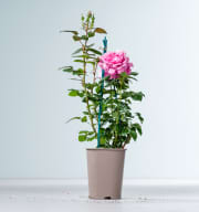 Edelrose 'Desirée®'