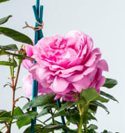 Edelrose 'Desirée®'