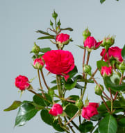 Edelrose 'Candy Rokoko®'