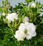 Zwergrose 'White Babyflor®'