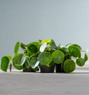 BIO Ufopflanze 'Pilea' - 3 Stück