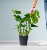 Monstera 'Deliciosa' M