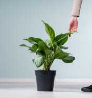 Aglaonema 'Silver Bay' M