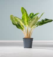 Aglaonema 'Key Lime'