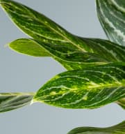 Aglaonema 'Key Lime'