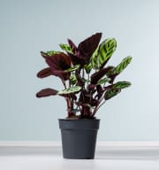 Calathea 'Angela'