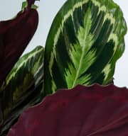 Calathea 'Medaillon'