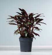 Calathea 'Wavestar'