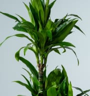 Drachenbaum 'Janet Craig' XL