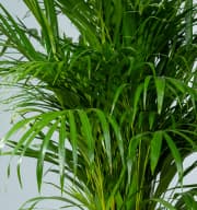 Goldfruchtpalme 'Areca' M