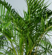 Goldfruchtpalme 'Areca' L