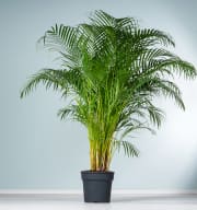 Goldfruchtpalme 'Areca' XL