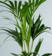 Kentia-Palme 'Forsteriana' S