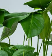 Monstera 'Deliciosa' M