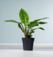 Philodendron 'Imperial Green' L