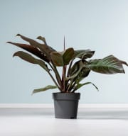 Philodendron 'Imperial Red' L