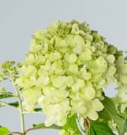 Rispenhortensie 'Limelight®'