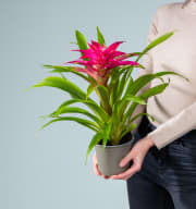 Guzmania 'Deseo Pink'