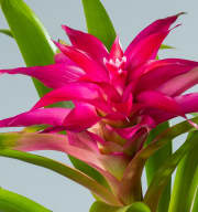 Guzmania 'Deseo Pink'