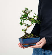 Funkientee Bonsai 'Traditional' S