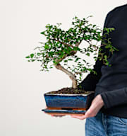 Zelkove Bonsai 'Traditional' M