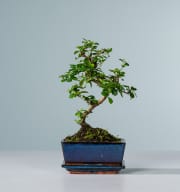 Funkientee Bonsai 'Traditional' S