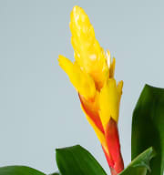 Vriesea 'Intenso Yellow'