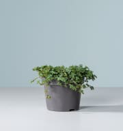 BIO Pilea 'Glauca'