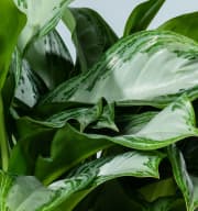 Aglaonema 'Silver Moon'