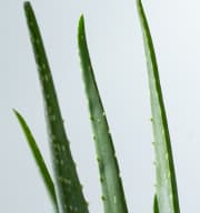 BIO Aloe 'Vera'