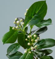 BIO Apfelbeere 'Aronia' - 3 Stück