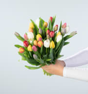 Bunte Tulpen 30 Stiele