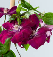 Clematis 'Rouge Cardinal' M