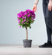 Bougainvillea 'Glabra' Stämmchen Pink