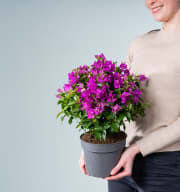 Bougainvillea 'Glabra' Pink