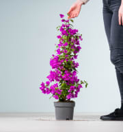 Bougainvillea 'Glabra' Pink als Blühpyramide