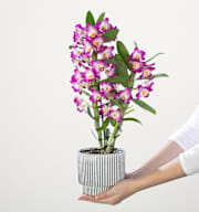 Dendrobium-Orchidee 'Nobile Akatsuki'