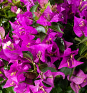 Bougainvillea 'Glabra' Pink