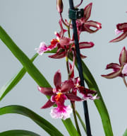 Cambria-Orchidee 'Barrocco Red'