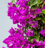 Bougainvillea 'Glabra' Pink als Blühpyramide