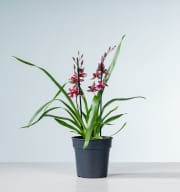 Cambria-Orchidee 'Barrocco Red'
