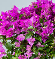 Bougainvillea 'Glabra' Stämmchen Pink