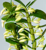 Dendrobium-Orchidee 'Nobile Pandora'