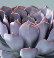 Echeveria 'Orion' M