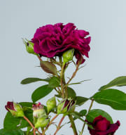 Edelrose 'Deep Secret®'