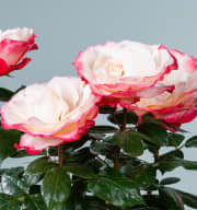 Edelrose 'Nostalgie®'