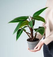 Philodendron 'Ruby'