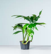 Philodendron 'Dragon Tail'