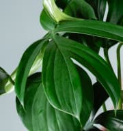 Philodendron 'Dragon Tail'