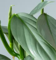 Philodendron 'Grey'